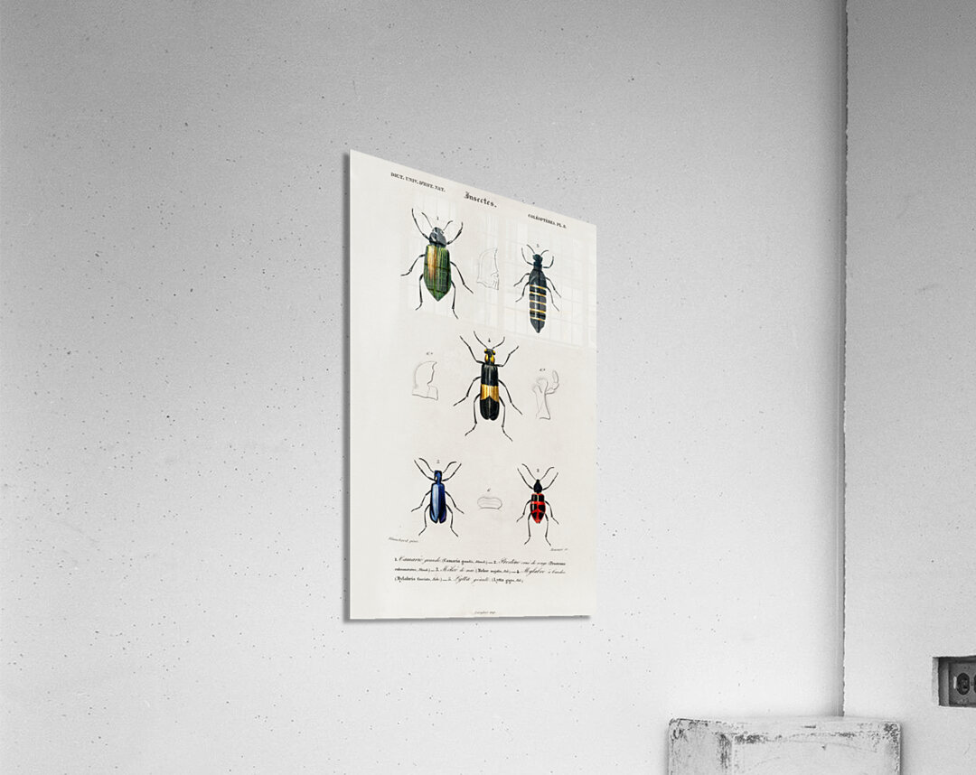 Different types of beetles Acrylic Print