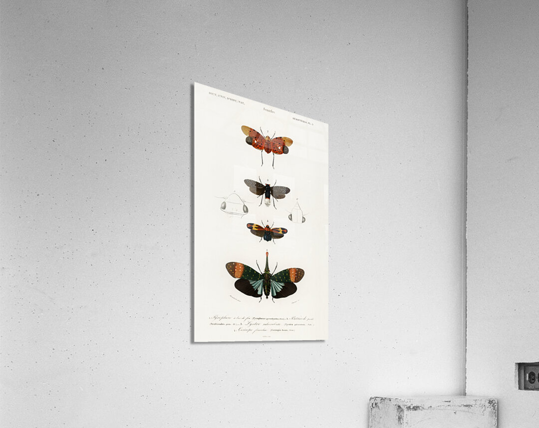 Collection of moths Acrylic Print