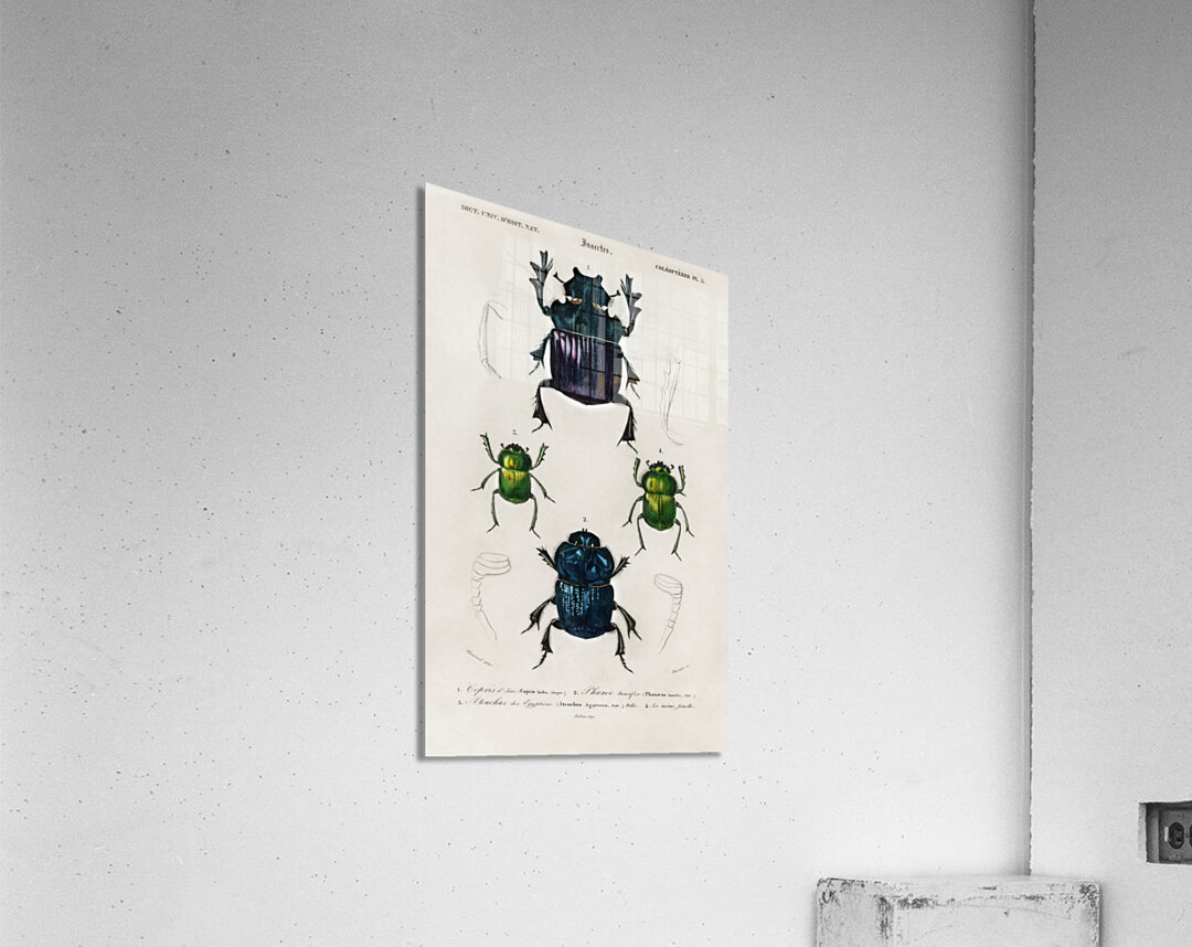 Different types of insects Acrylic Print