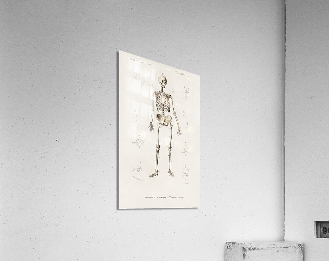 Different types of beetles Acrylic Print