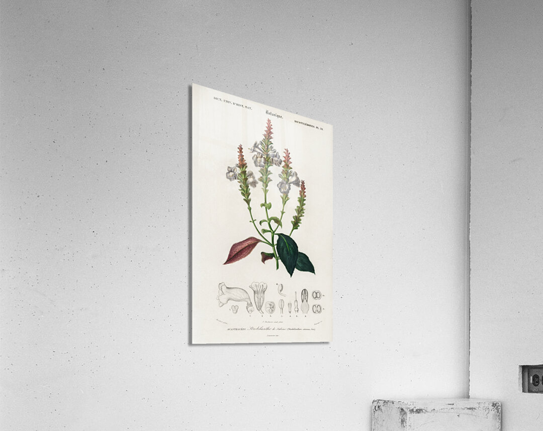 Strobilanthes sabiniana Acrylic Print