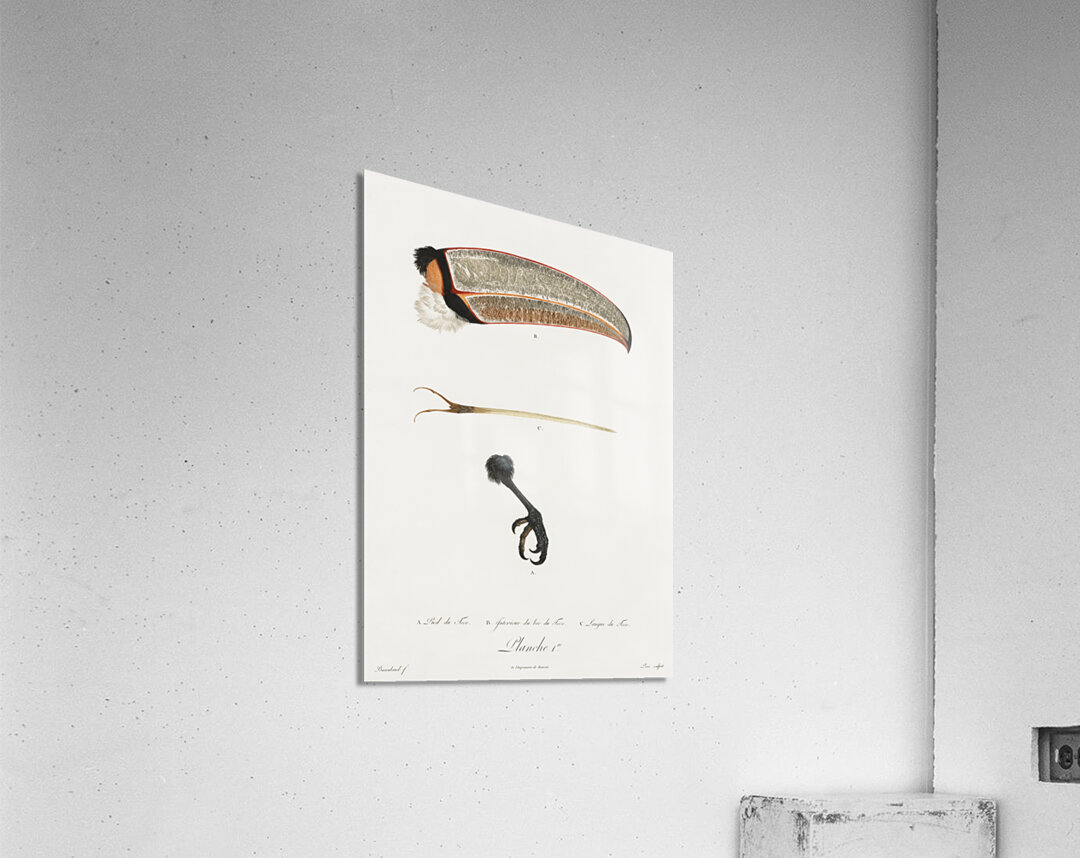 Toco foot beak and tongue  Acrylic Print