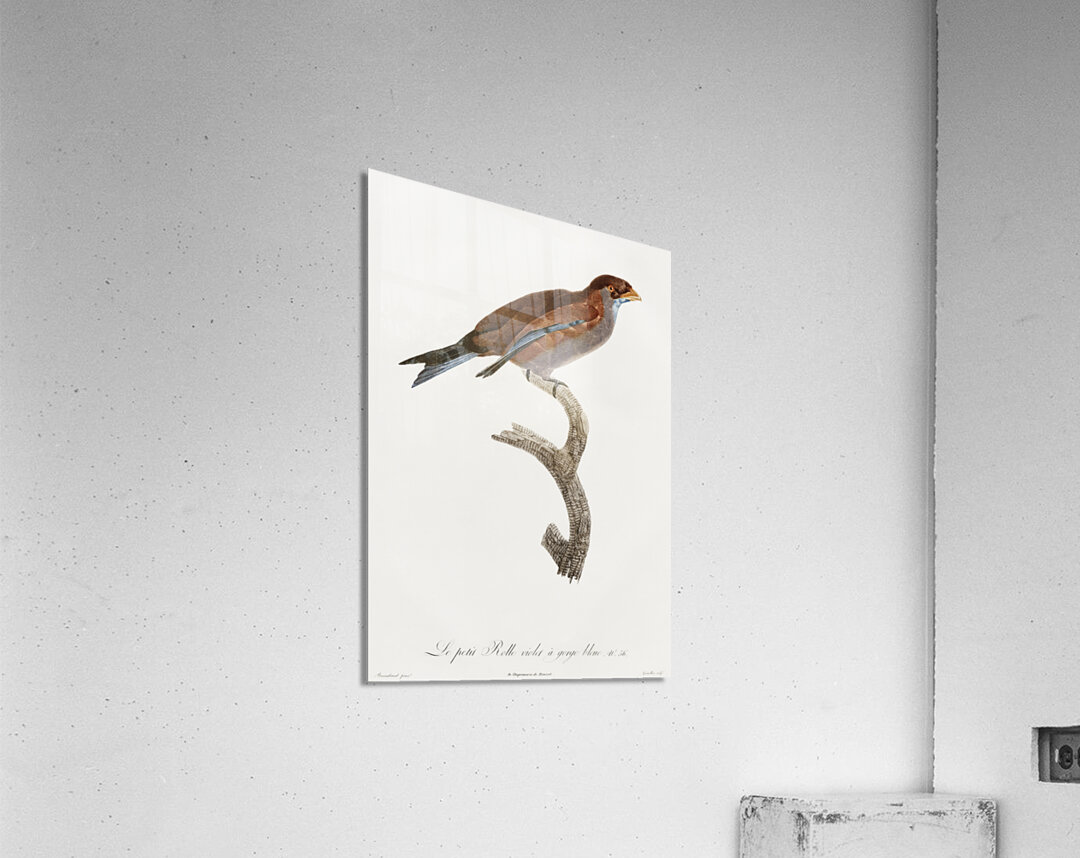 Little Lilac-breasted roller  Acrylic Print