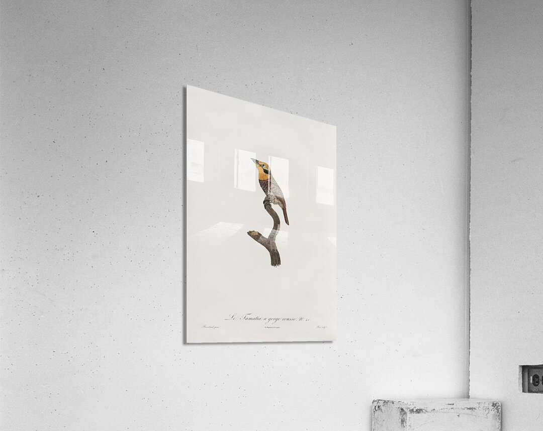 Russet-throated puffbird  Acrylic Print