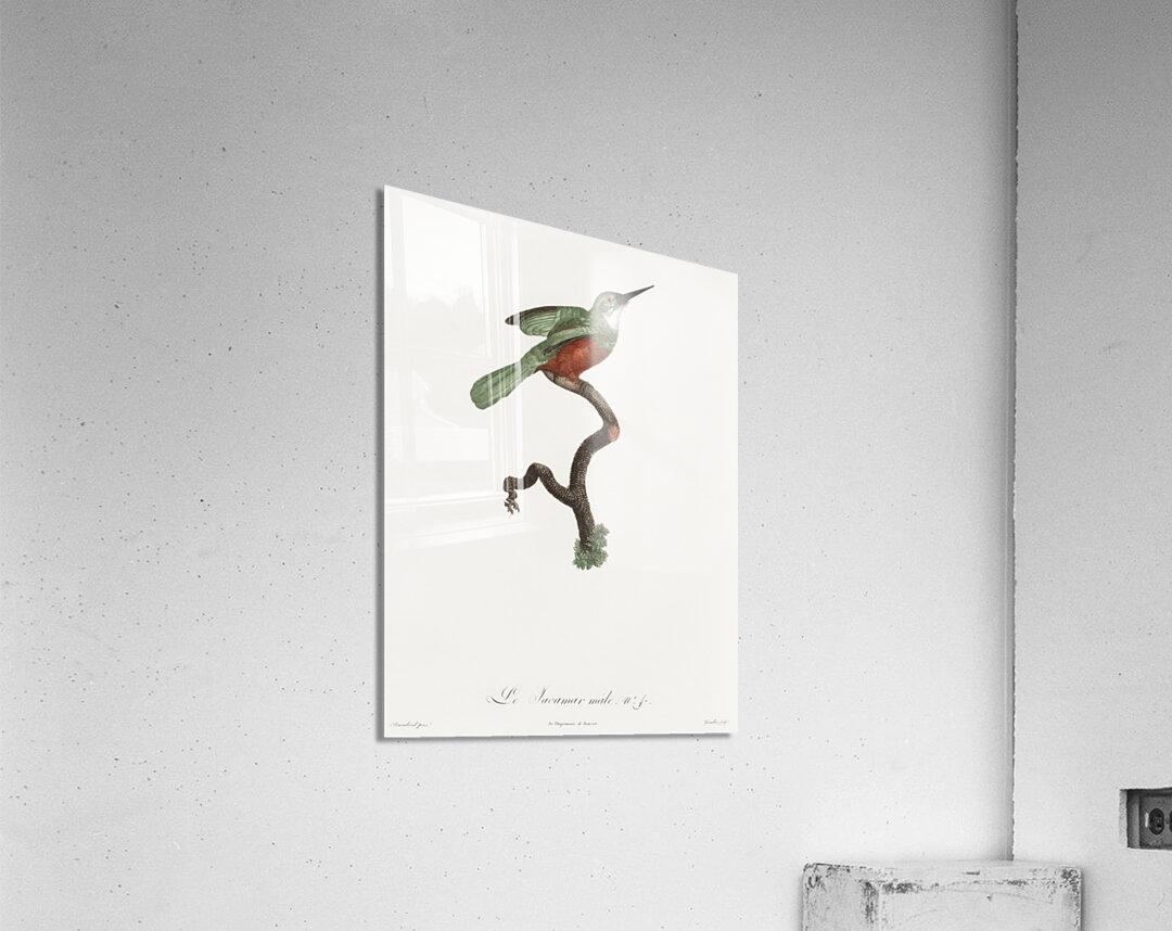 Green-tailed Jacamarmale  Acrylic Print