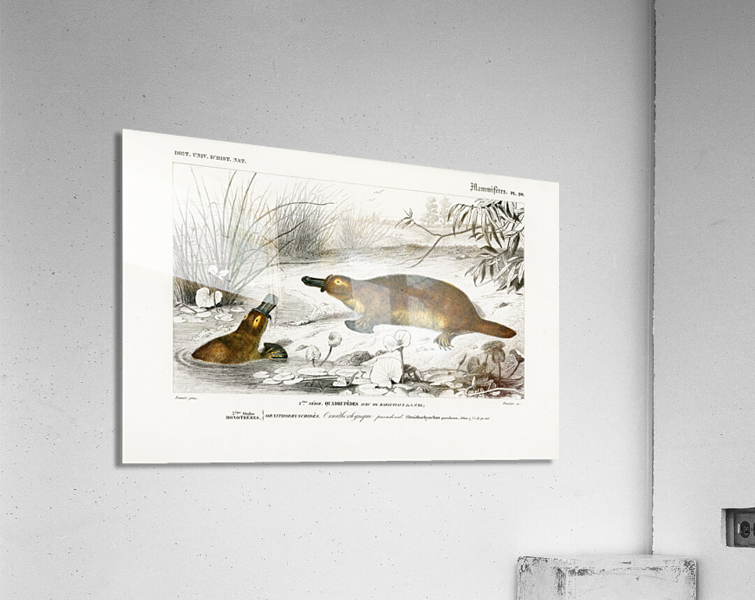 Platypus Ornithorhynchus Paradoxus Acrylic Print