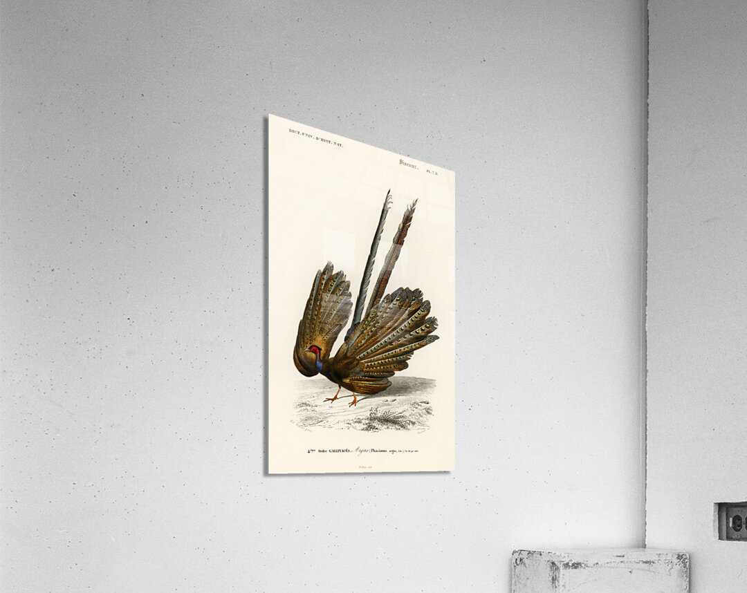 Great argus Phasianus argus Acrylic Print
