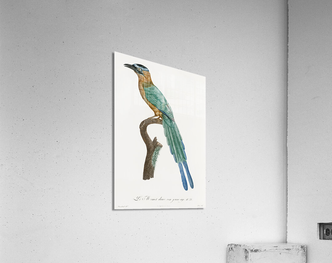 Young motmot  Acrylic Print