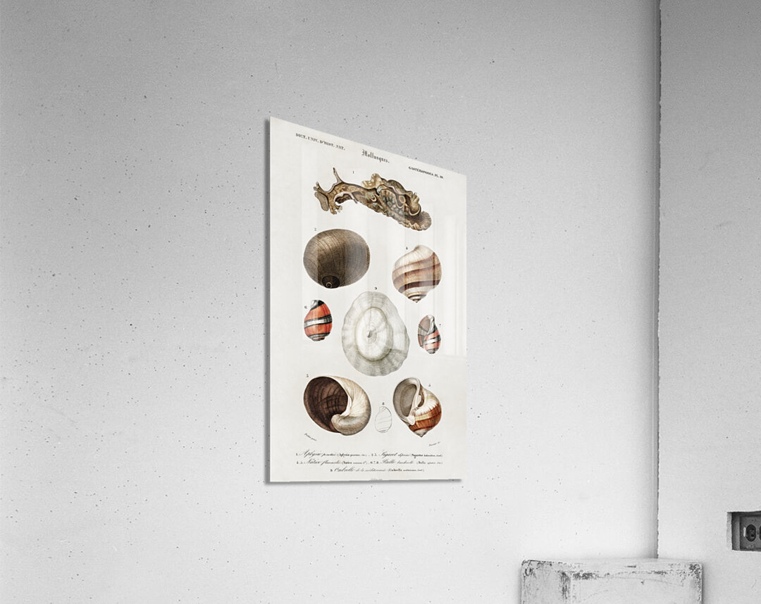 Different types of mollusks Acrylic Print
