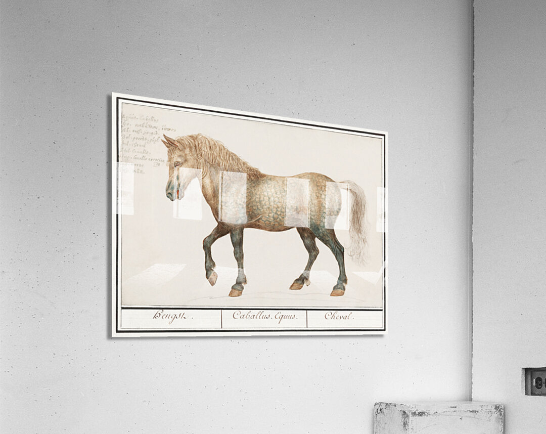 Horse in vintage style Acrylic Print
