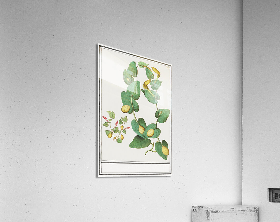 Unknown plant in vintage style Acrylic Print