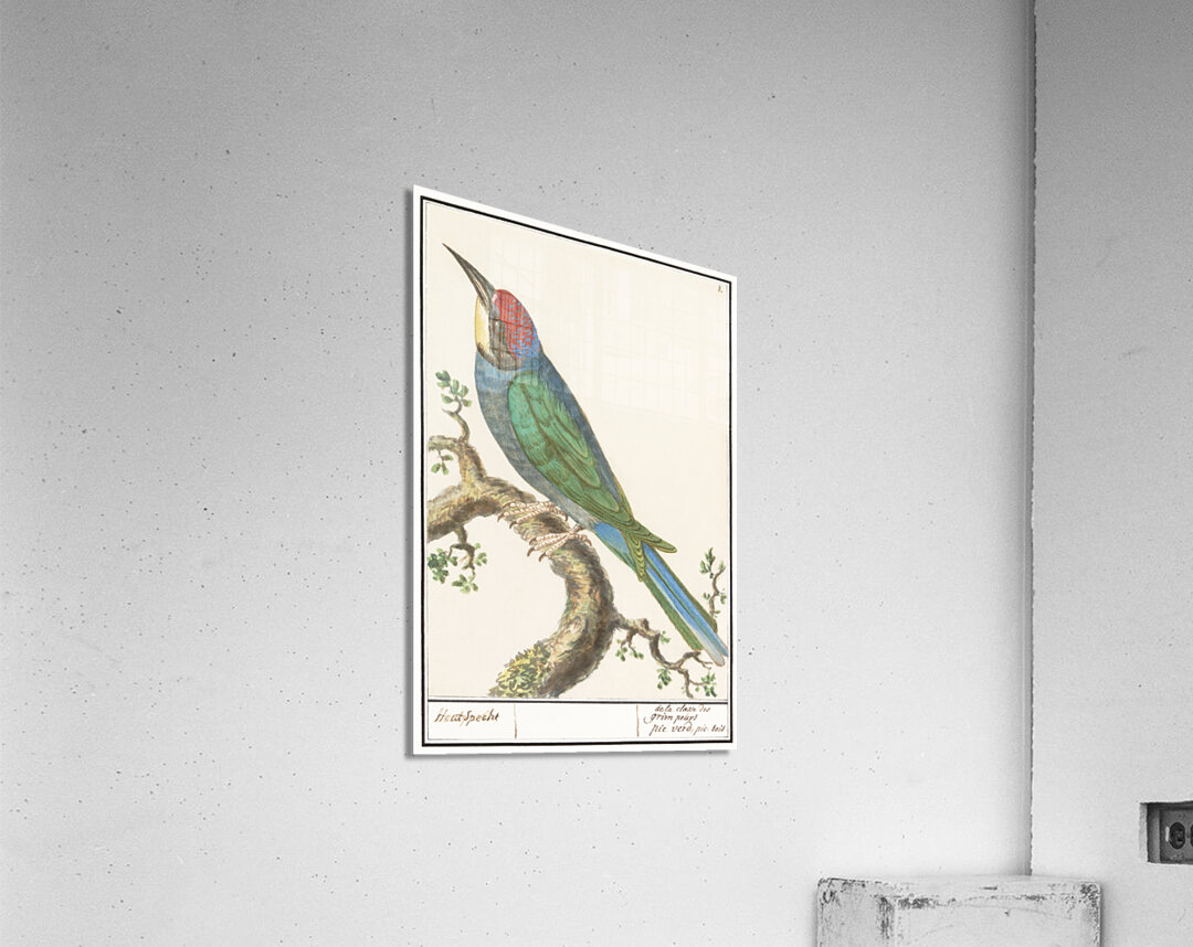 European bee eater in vintage style Acrylic Print