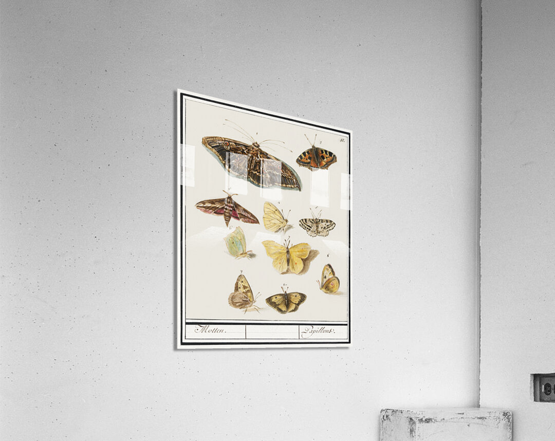 Butterflies and moths set Acrylic Print