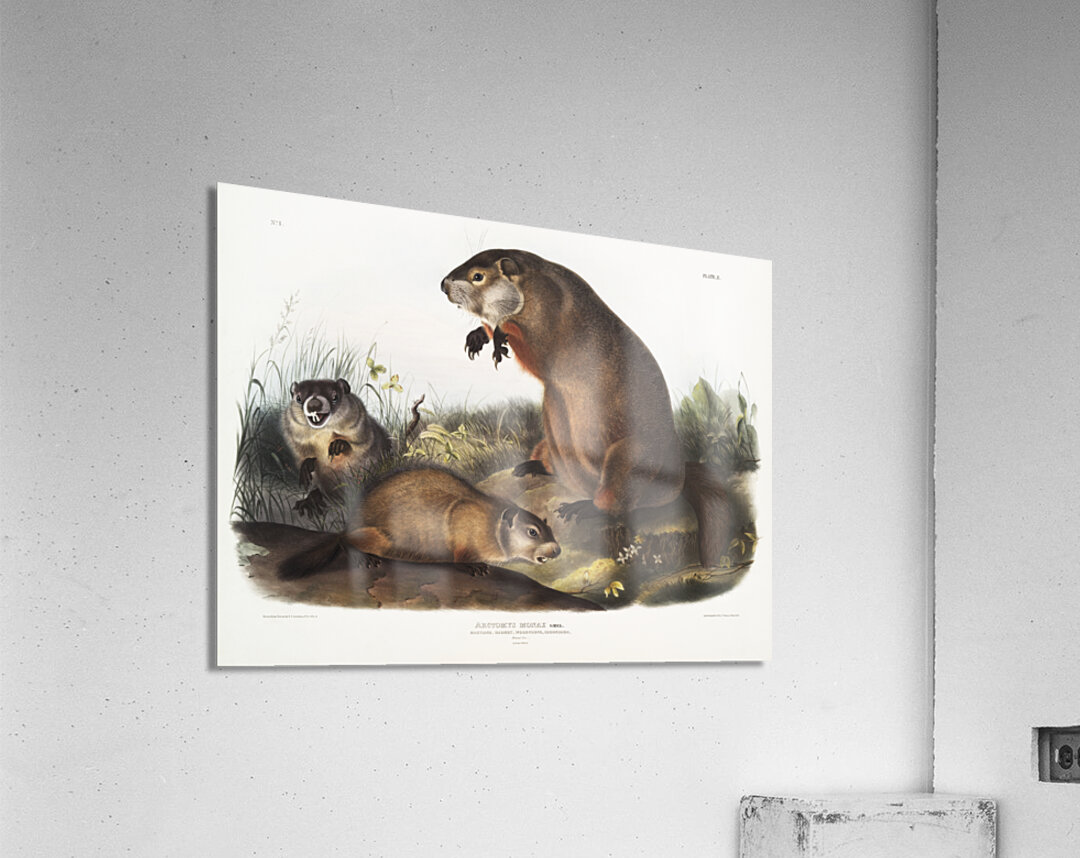 Woodchuck Arctomys monax  Acrylic Print
