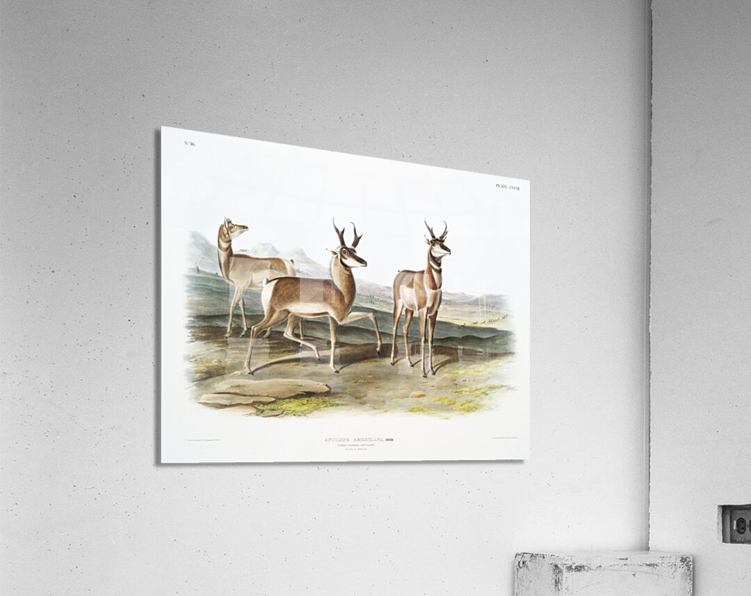 Prong-horned Antelope Antilope Americana  Acrylic Print