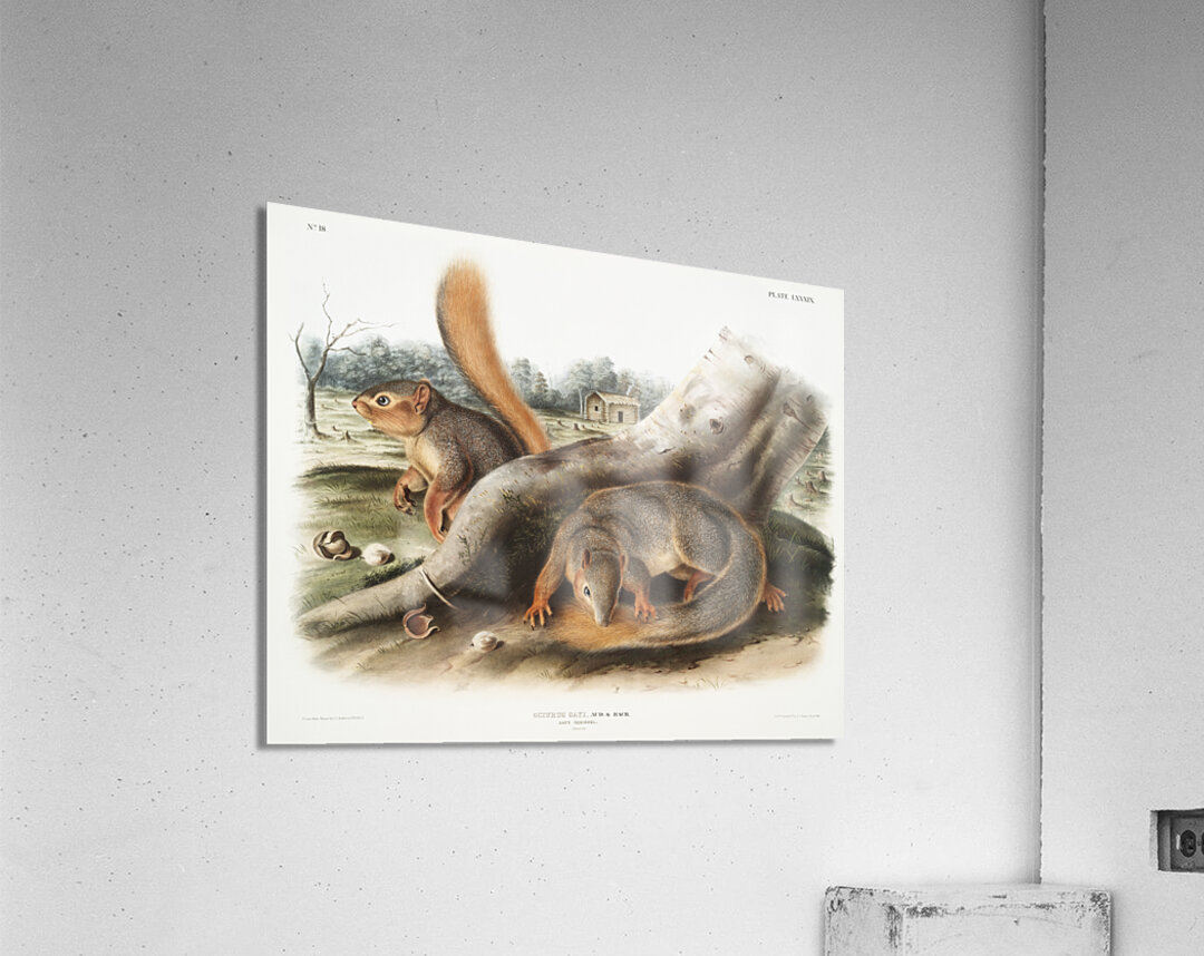 Squirrel Sciurus Sayi  Acrylic Print