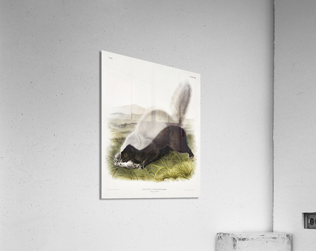 Texan Skunk Mephitis mesoleuca  Acrylic Print