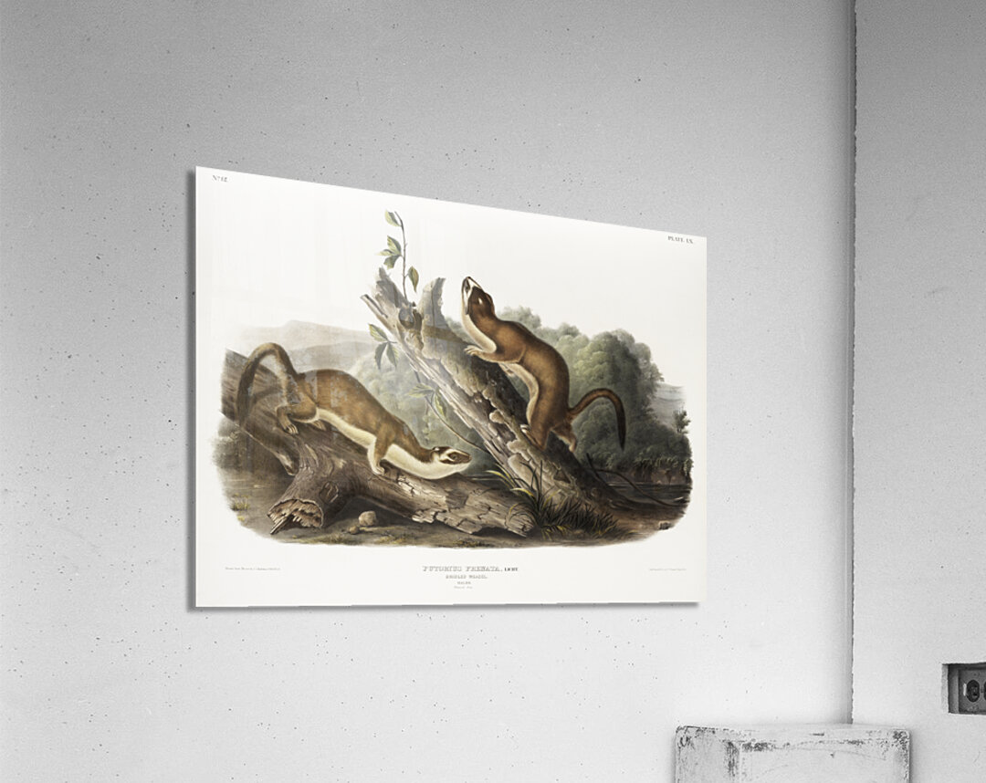 Bridled Weasel Putorius frenata  Acrylic Print