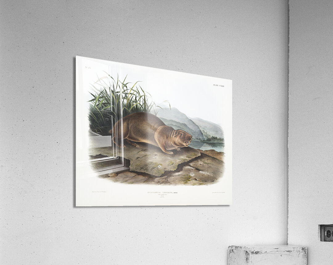 Sewellel Aplodontia leporina  Acrylic Print