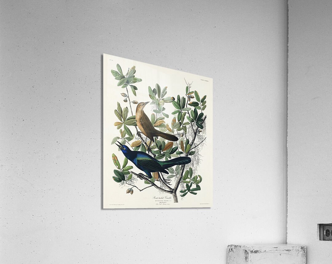 Boat-tailed Grackle Acrylic Print