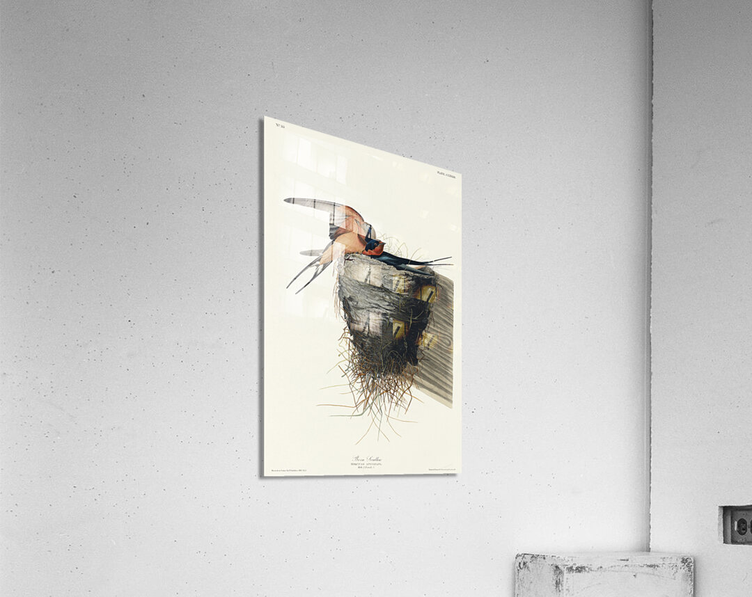 Barn Swallow Acrylic Print