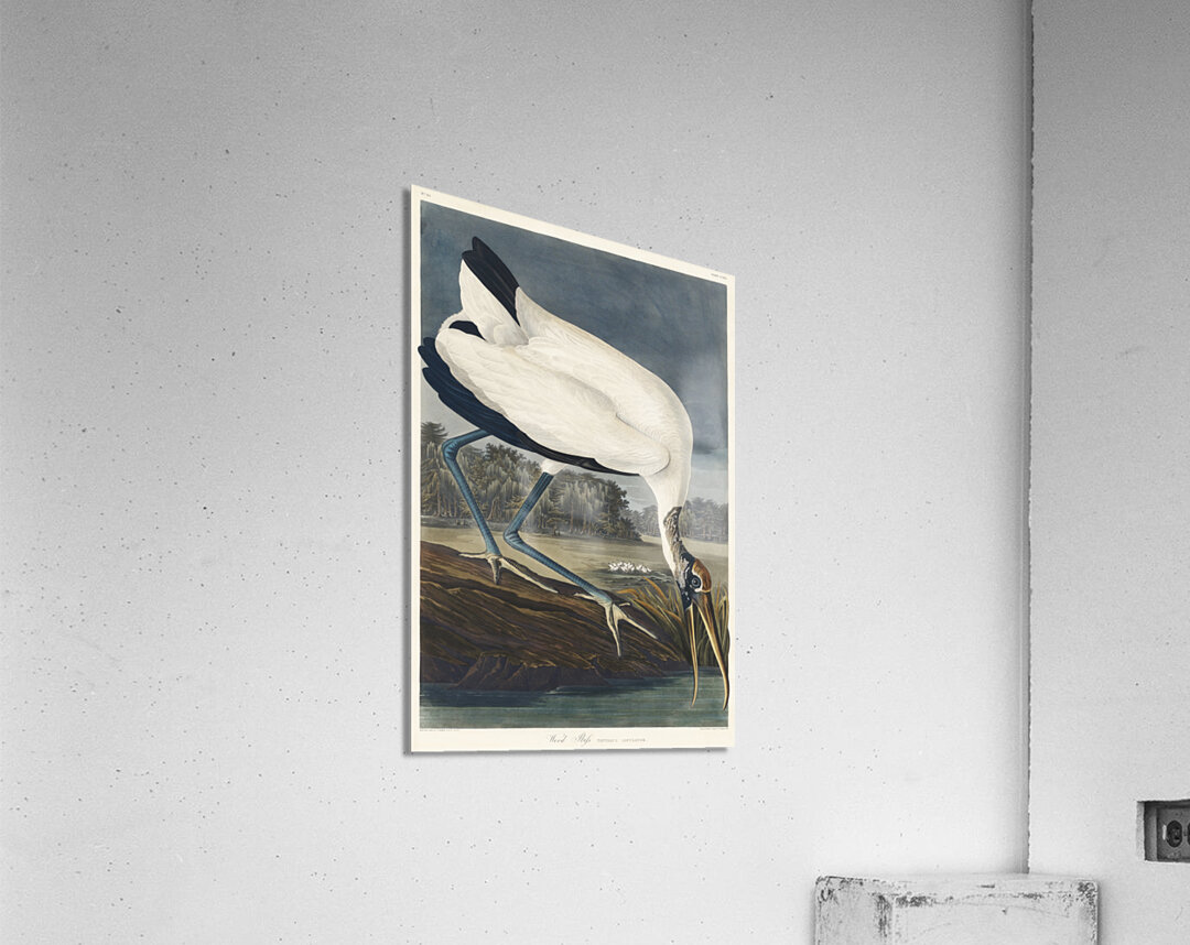 Wood Ibiss Acrylic Print