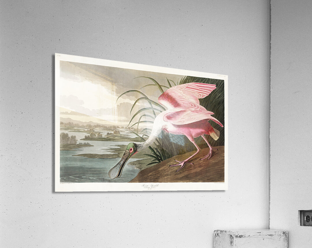 Roseate Spoonbill Acrylic Print