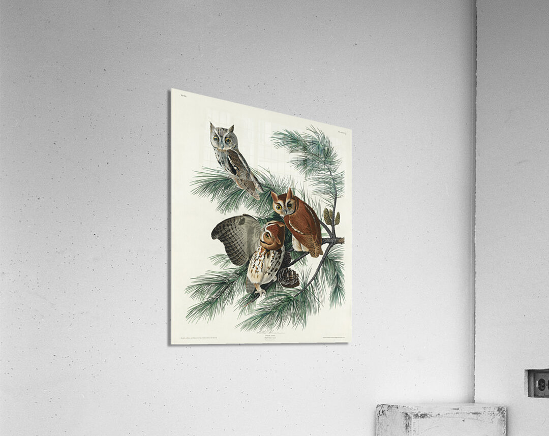 Little Screech Owl Acrylic Print