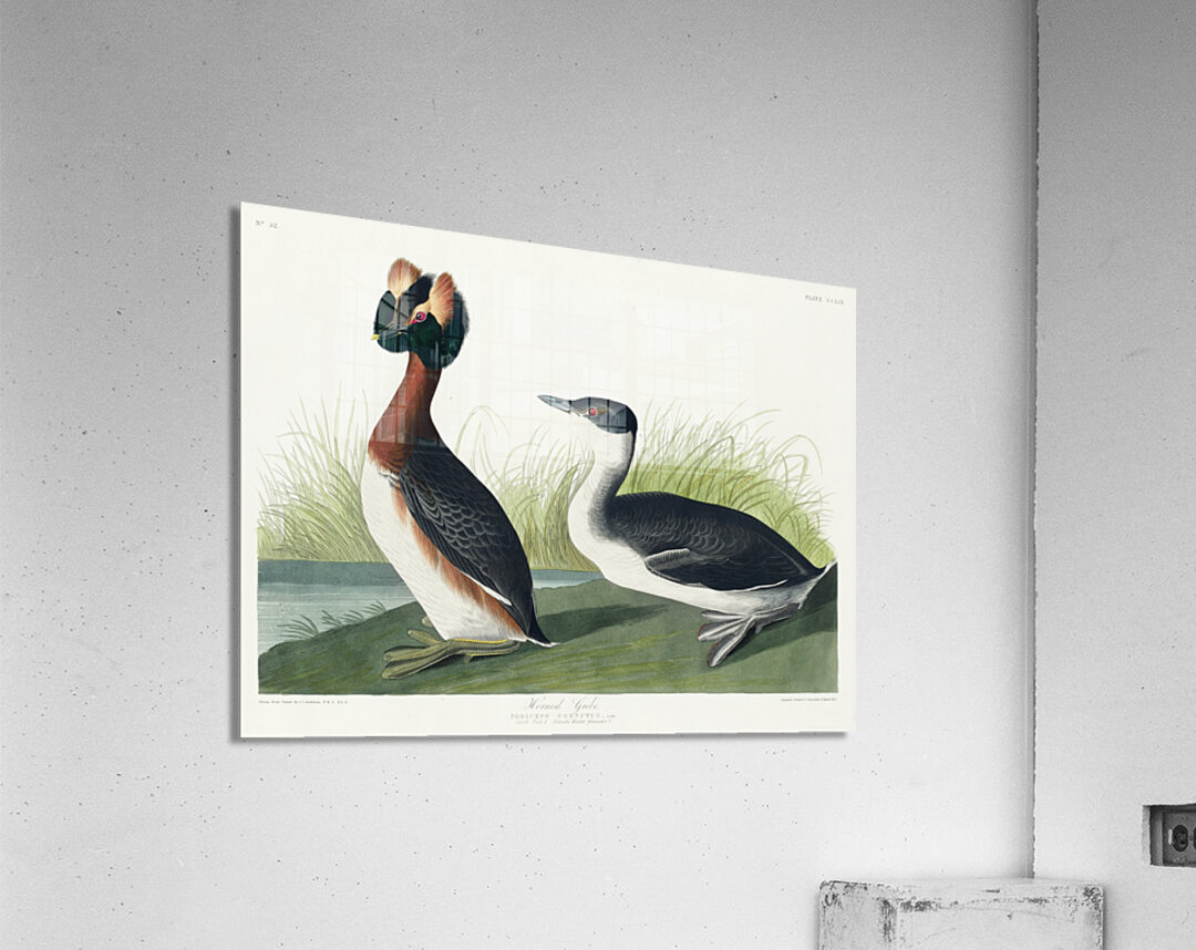 Horned Grebe Acrylic Print