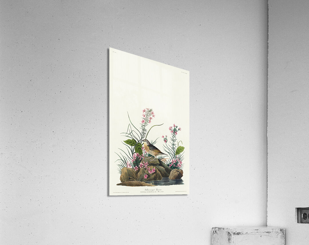 Yellow-winged Sparrow Acrylic Print