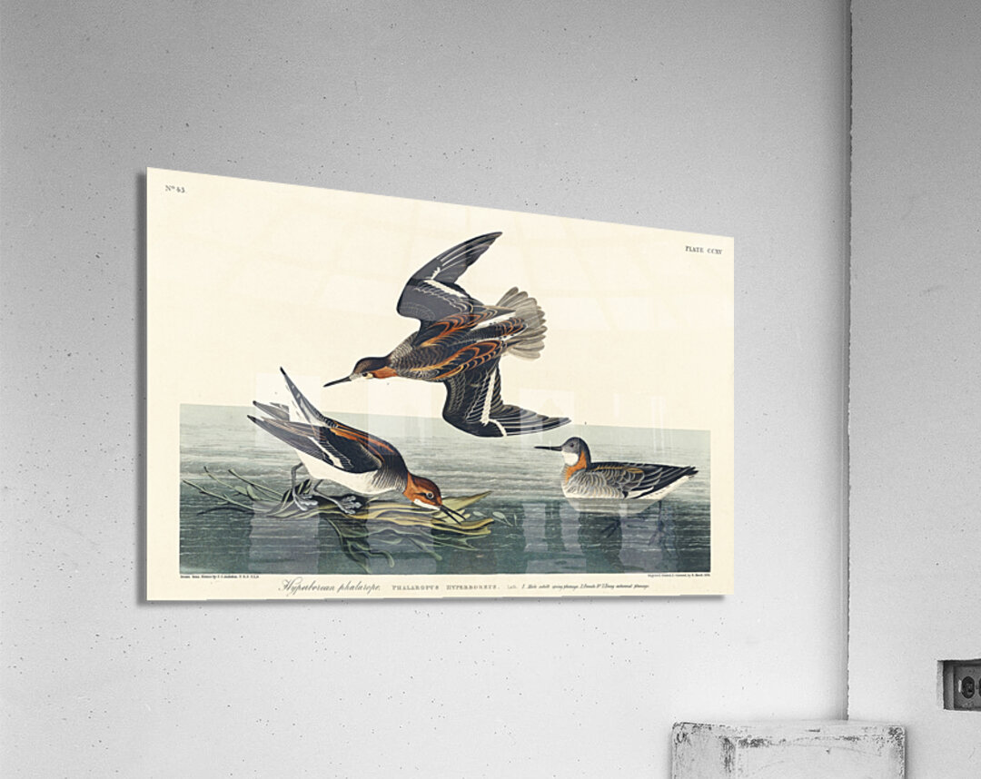 Hyperborean phalarope Acrylic Print