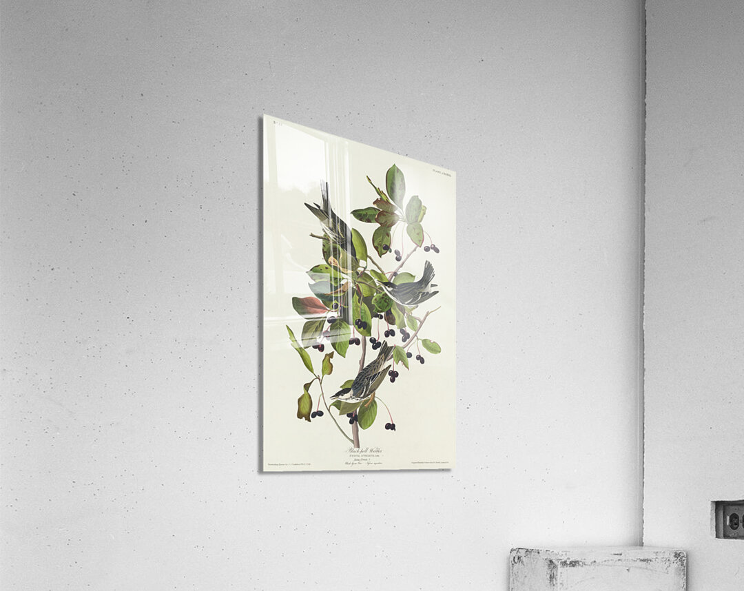 Black-poll Warbler Acrylic Print