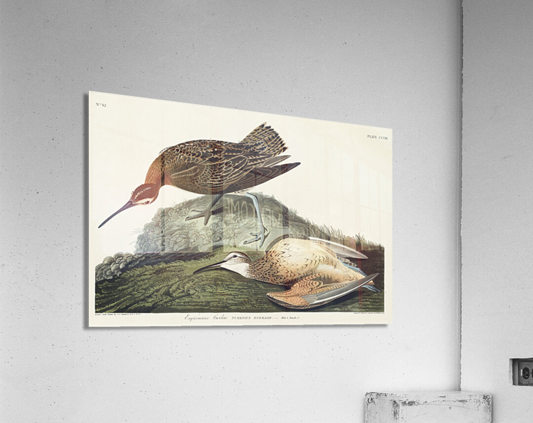 Esquimaux Curlew Acrylic Print