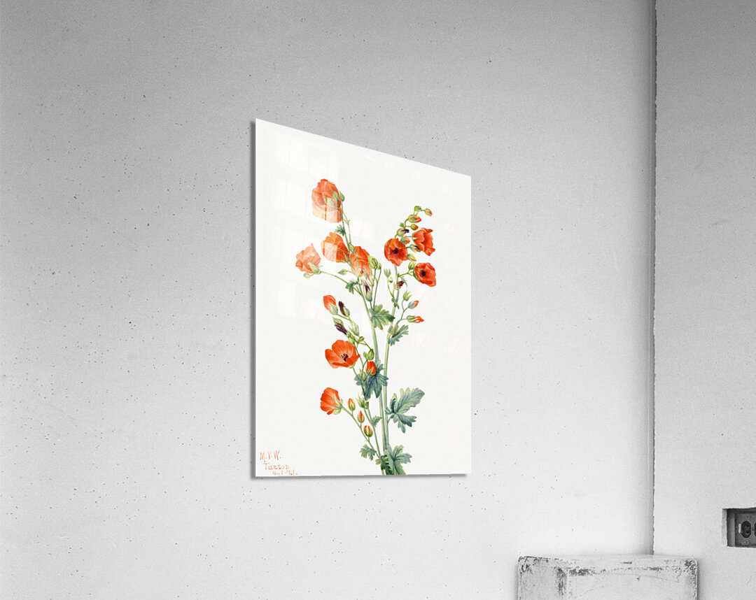 Scarlet Globe Mallow Sphaeralcea grossulariaefolia 1927 Acrylic Print