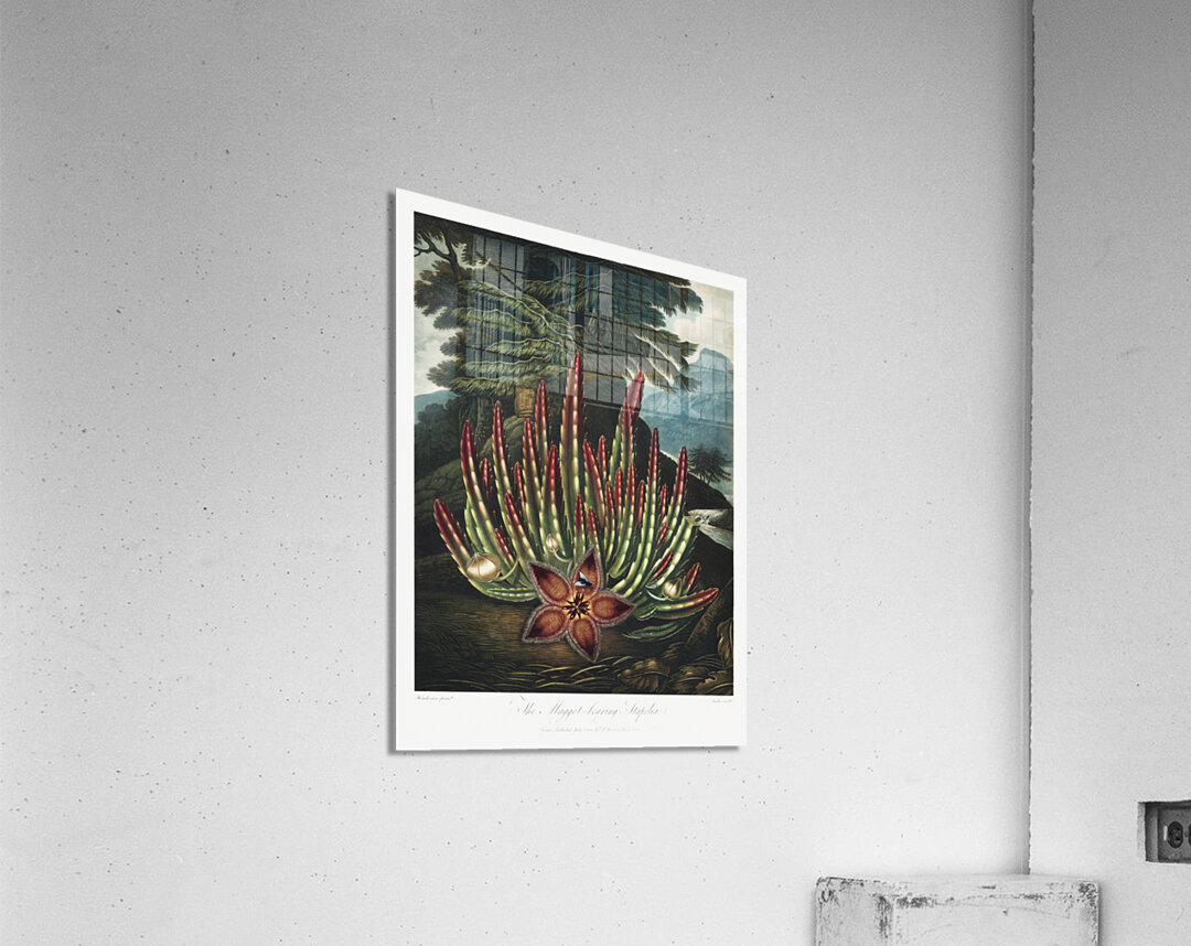 The Maggot–Bearing Stapelia Acrylic Print