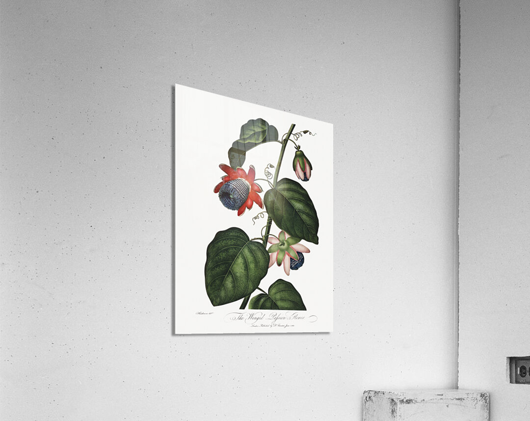 The Winged Passion-Flower Acrylic Print