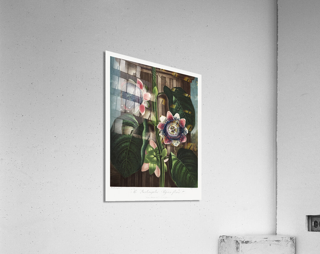 The Quadrangular Passion Flower Acrylic Print