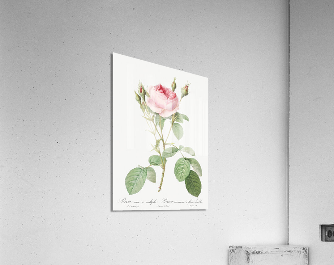 Vintage rosebush Acrylic Print