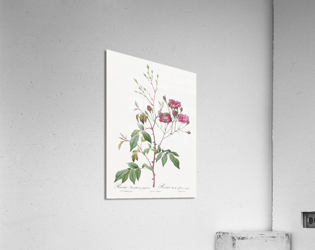 Pink noisette roses Acrylic Print