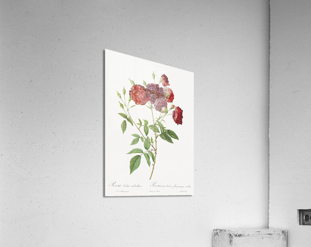 Ternaux rose in bloom Acrylic Print