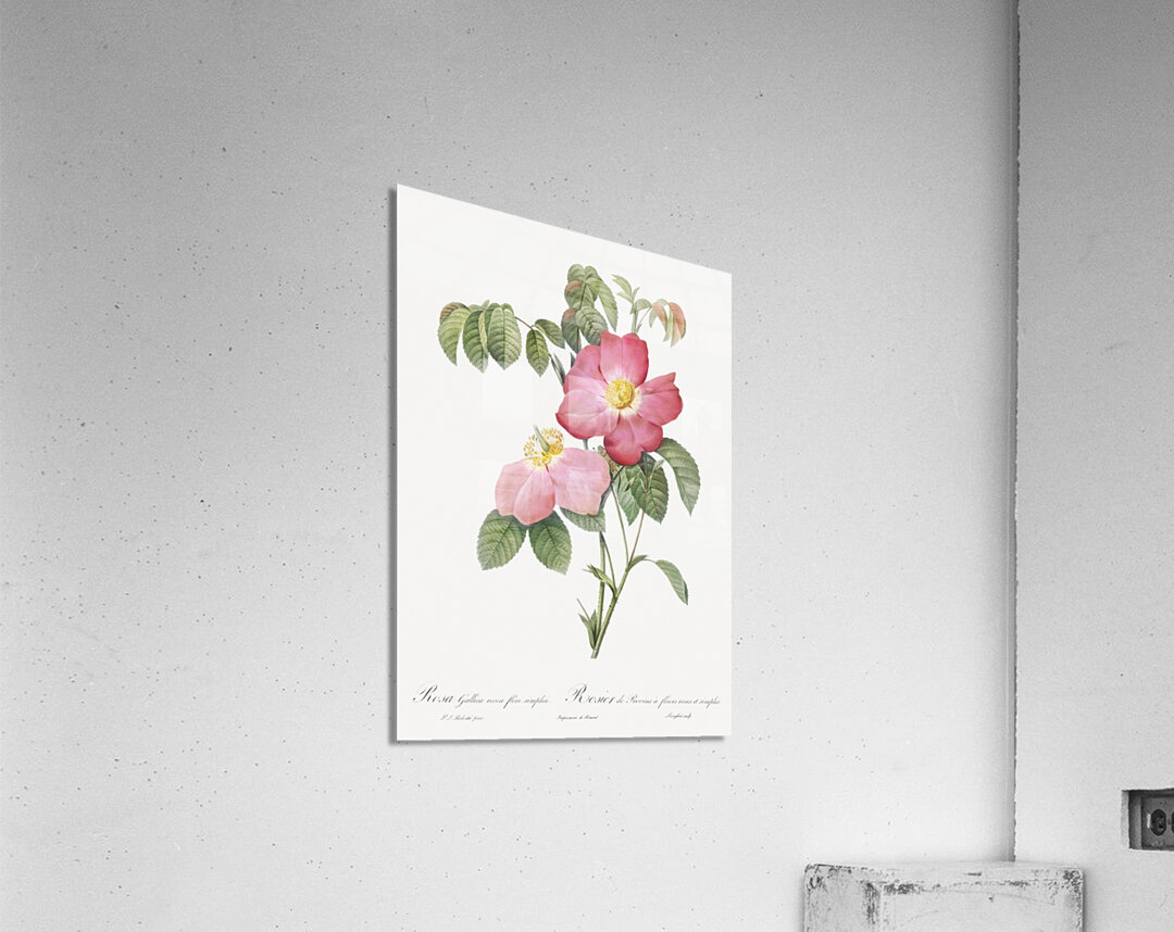 Pink french rose Acrylic Print