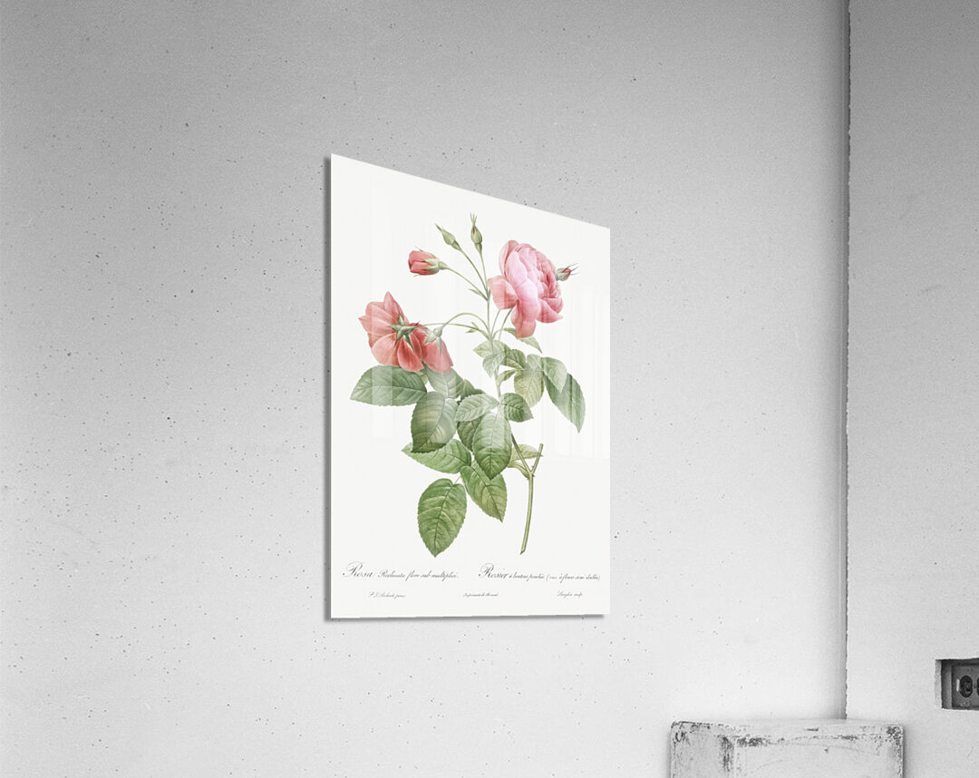 Pink boursault rose Acrylic Print