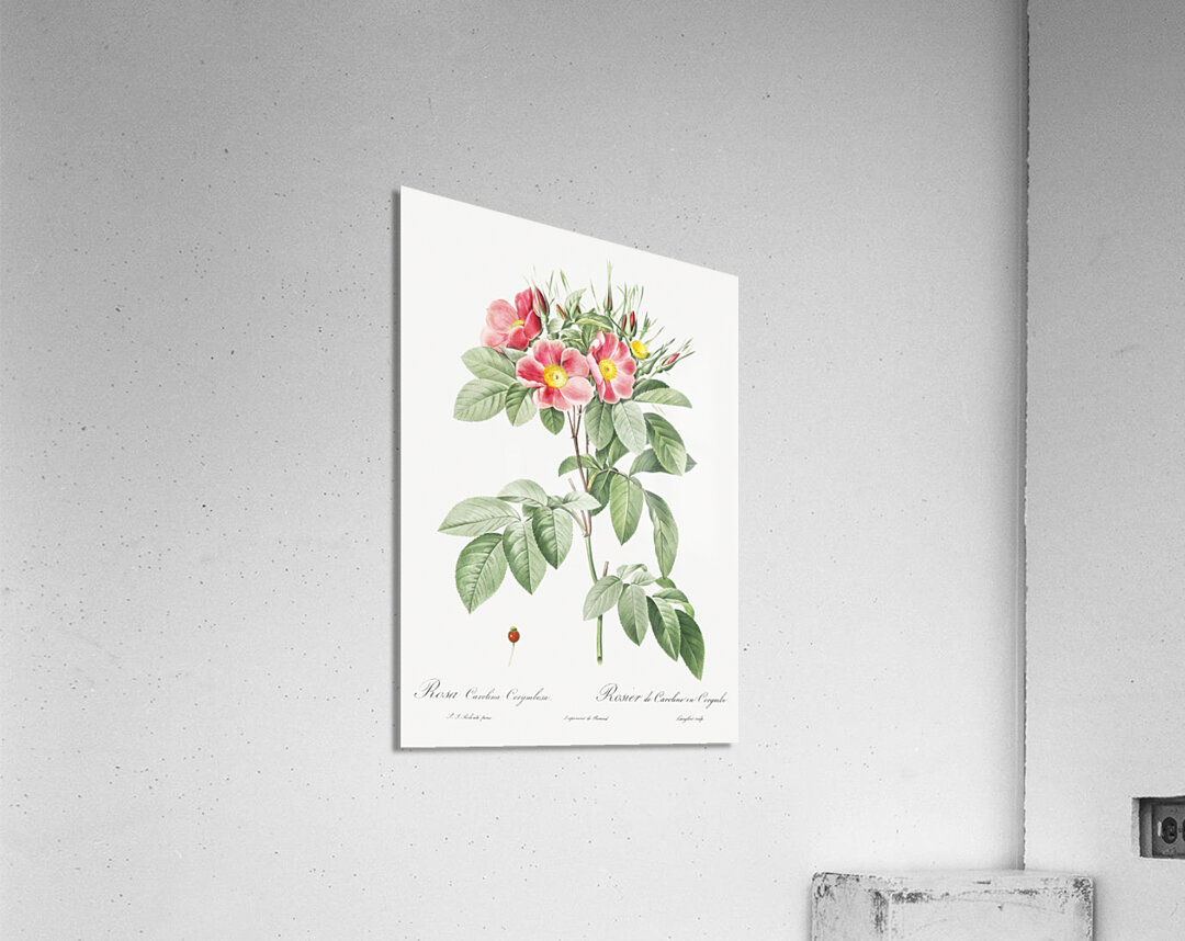 Blooming pink rosebush Acrylic Print