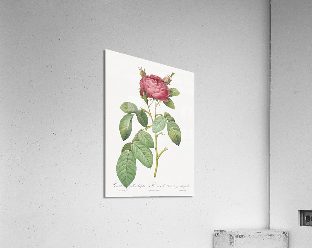 Red gallic rose Acrylic Print
