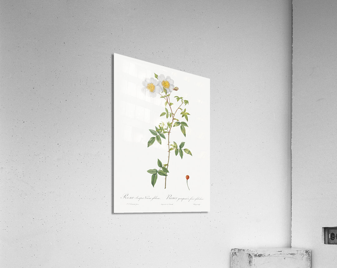 White climbing rose Acrylic Print