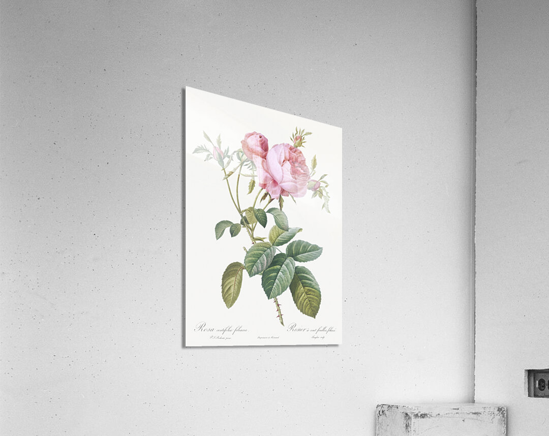 Pink cabbage rose Acrylic Print