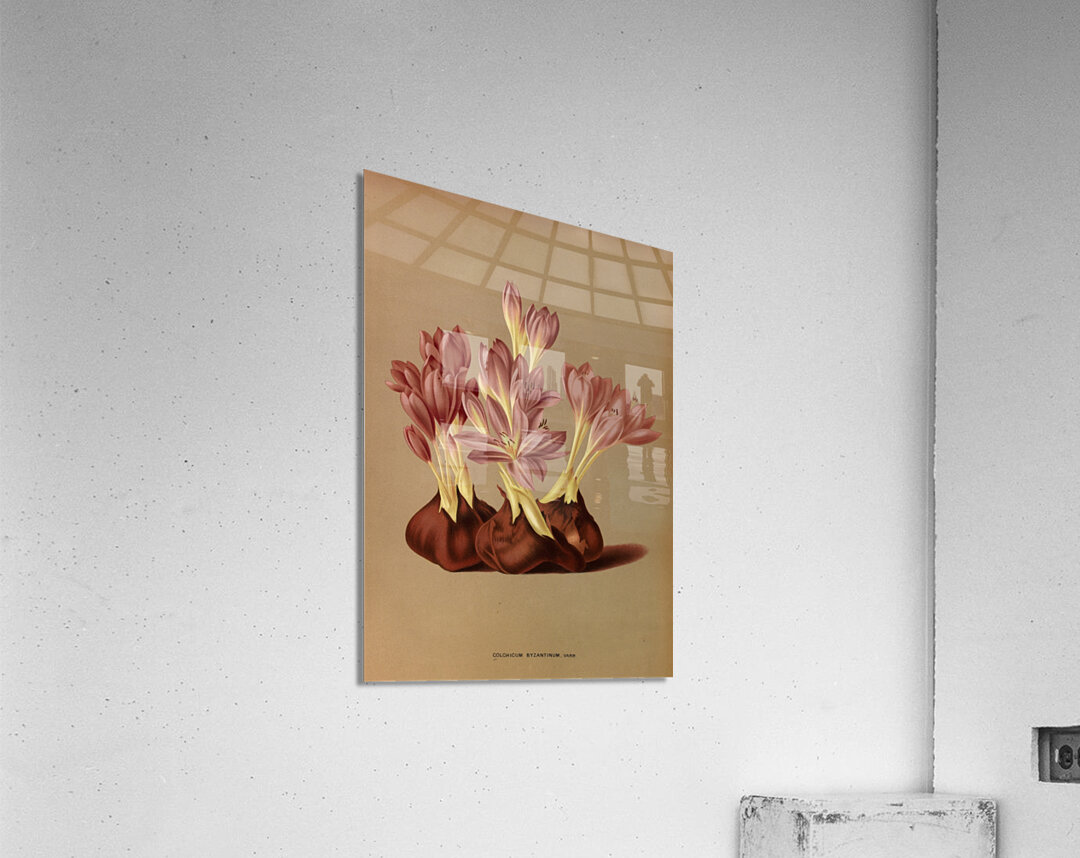 Album van Eeden : Haarlems flora : 1872-1881 Acrylic Print