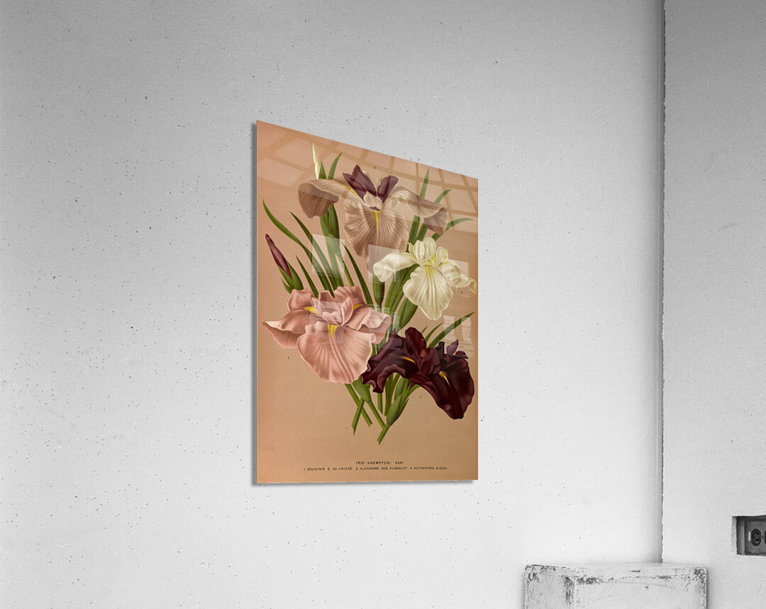 Album van Eeden : Haarlems flora : 1872-1881 Acrylic Print