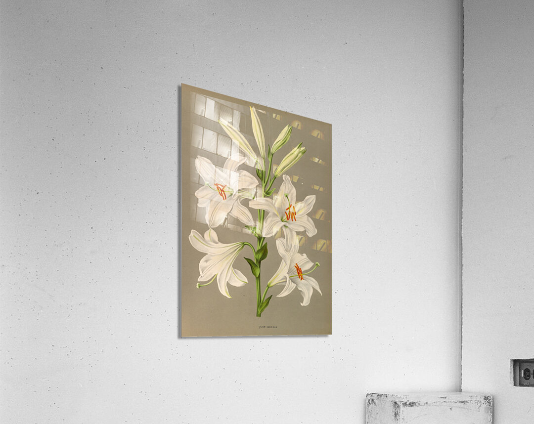 Album van Eeden : Haarlems flora : 1872-1881 Acrylic Print