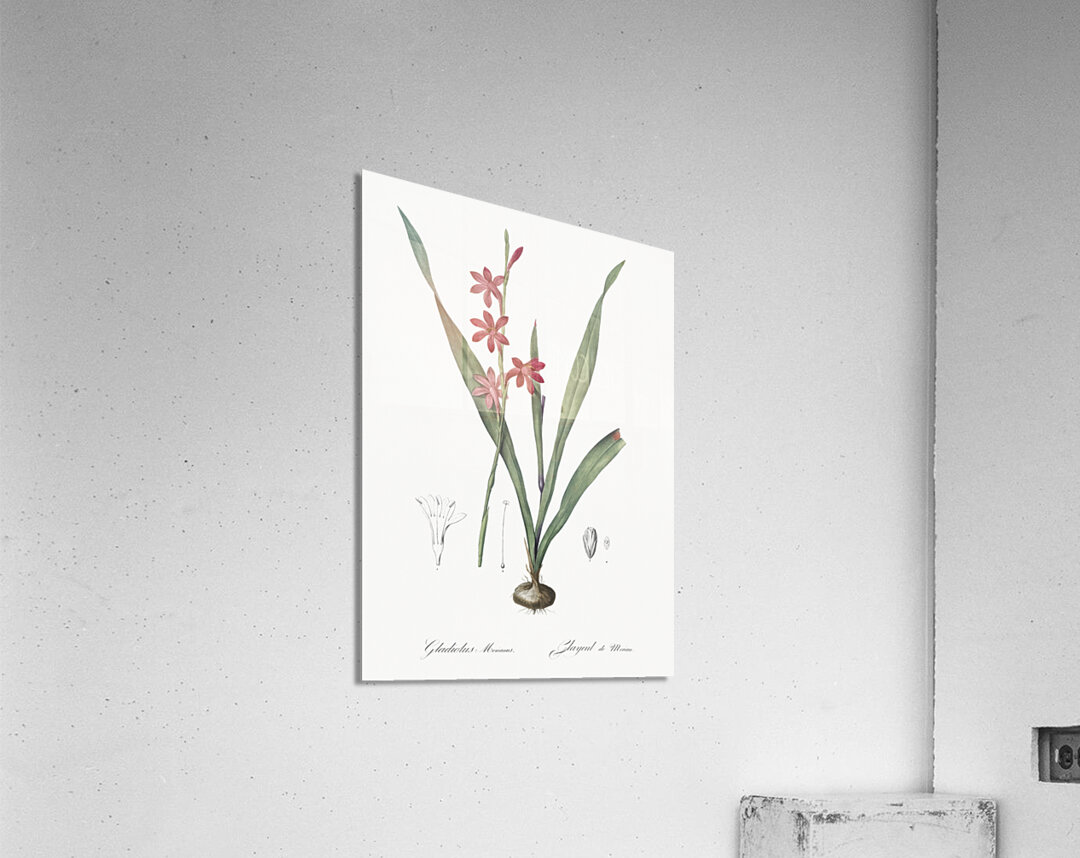 Watsonia illustration  Acrylic Print